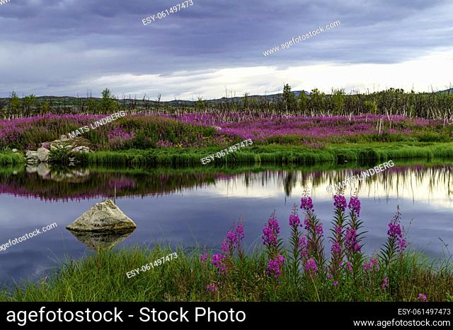 Fireweed, Chamerion angustifolium, evening light reflecting in a small pond, birch trees in background, Kiruna county, Swedish Lapland, Sweden