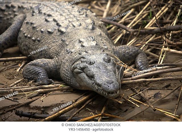 An American Crocodile, Crocodylus Acutus, stands on the bank of the Grijalva River in the Sumidero Canyon in Tuxla Gutierrez, Chiapas, Mexico