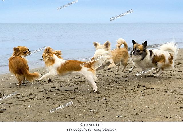 four chihuahuas running on the beach in summer