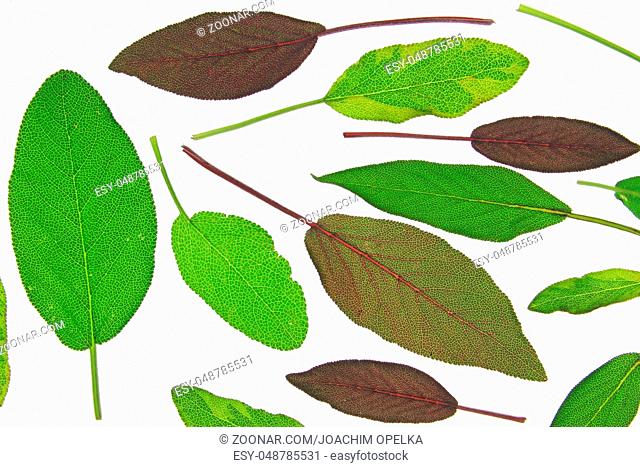 Blätter verschiedener Salbeiarten (Salvia) freigestellt vor weißem Hintergrund Leaves of various sage (salvia) isolated against white background