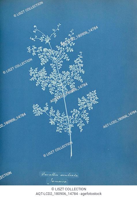 Davallia aeuleata, Jamaica; Anna Atkins (British, 1799 - 1871); England; 1853; Cyanotype; 25.4 × 19.4 cm (10 × 7 5, 8 in.)