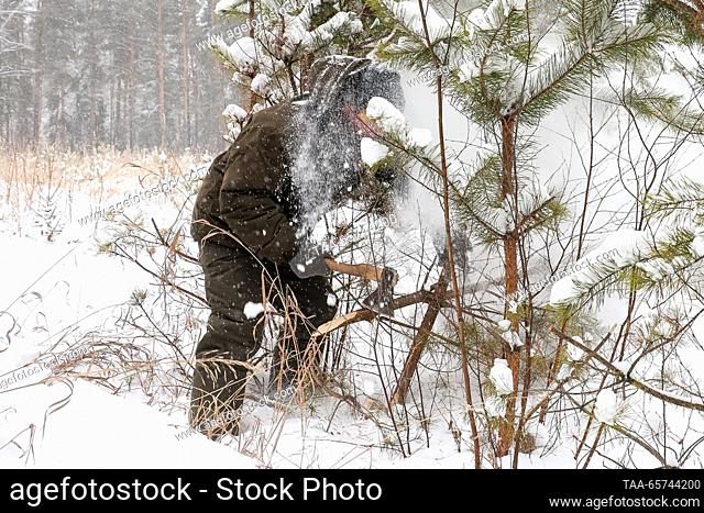 RUSSIA, NOVOSIBIRSK REGION - DECEMBER 14, 2023: A forest warden cuts pines growing wild in the Novosibirsk Forestry in south Siberia in the run-up to New Year's...