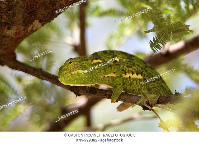 Common Chameleon Chamaeleo chamaeleon, Etosha National Park, Namibia, Africa