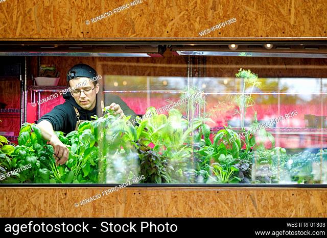 Chef cutting vegetables in restaurant herb garden