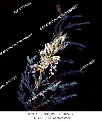 Blooming German False Tamarisk branch (Myricaria germanica), Tamaricaceae