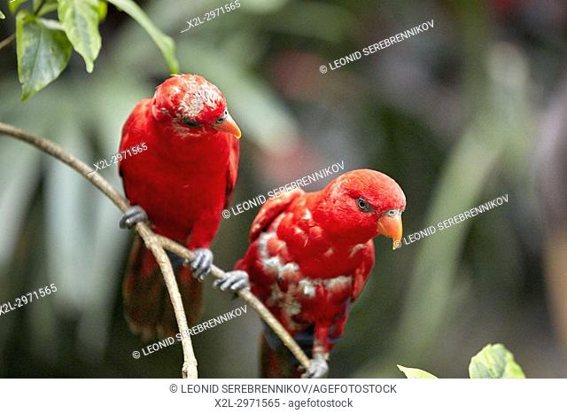 Red Lories (Eos bornea). Bali Bird Park, Batubulan, Gianyar regency, Bali, Indonesia