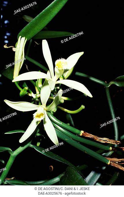 Vanilla orchid (Vanilla tahitiensis), Orchidaceae, French Polynesia (Overseas Territory of the French Republic)