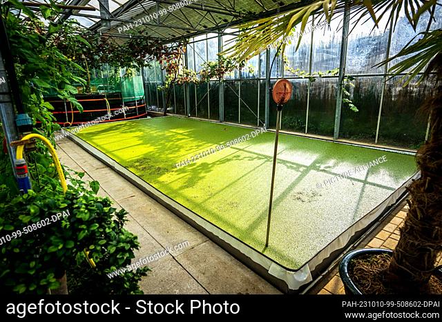 PRODUCTION - 04 October 2023, Lower Saxony, Vechta: duckweed, also known as duckweed, is cultivated in a water basin. In the EU-funded project ""ReWali""