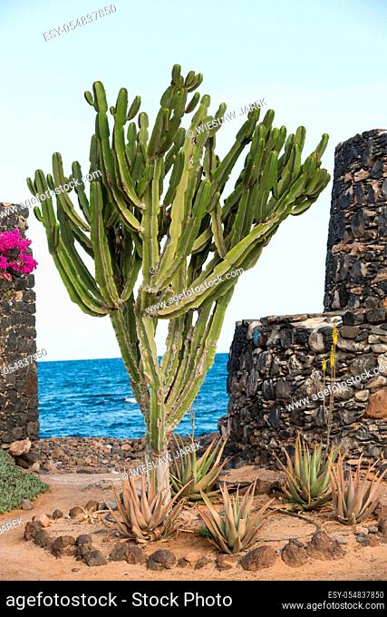 Pachycereus cactus on Fuerteventura, Canary Islands, Spain