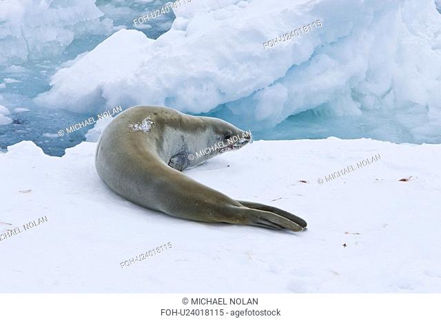Adult crabeater seal Lobodon carcinophaga hauled out on an ice floe near Petermann Island near the Antarctic Peninsula. This is the most abundant pinniped in...
