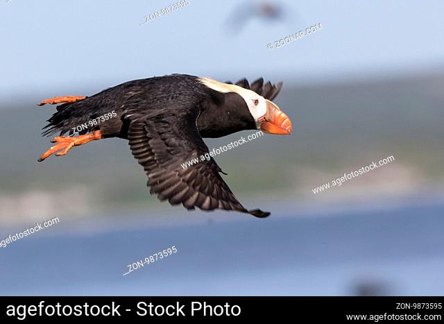 tufted puffin which takes off a cliff sunny summer day