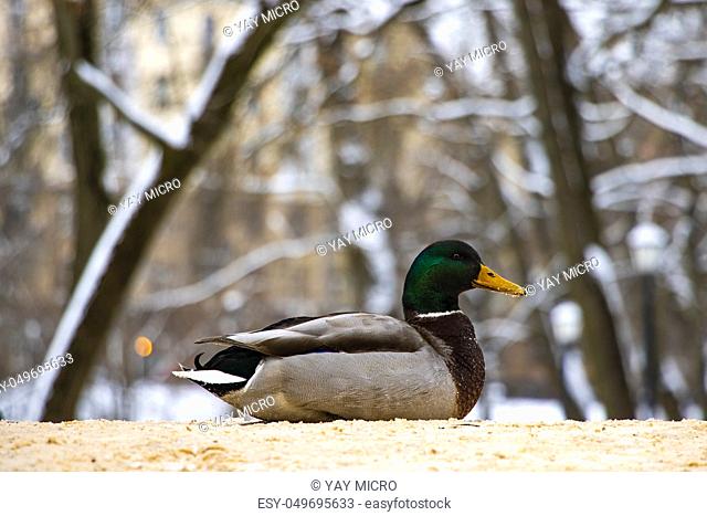 Mallard Anas platyrhynchos sits on the shore, male wild duck