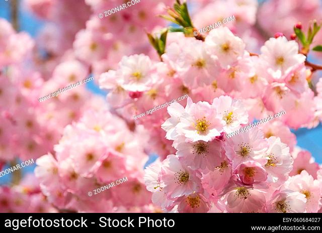Kirschblüte rosa - cherry blossom 41