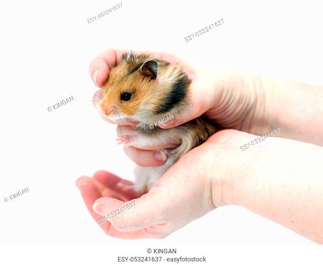 Brown Syrian hamster with filled cheeks in hands isolated on a white background