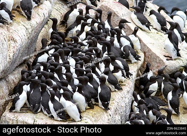 Group common murre in a colony of sea birds on the Pacific ostrvoah