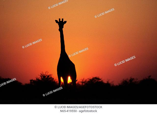 Giraffe against sunset in Etosha Pan, Namibia