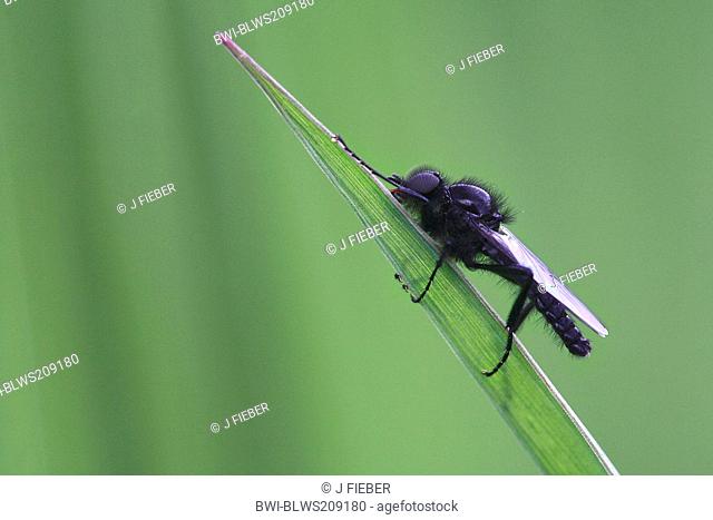 St.Mark's fly Bibio marci, on blade of grass, Germany, Rhineland-Palatinate, NSG Laubenheim