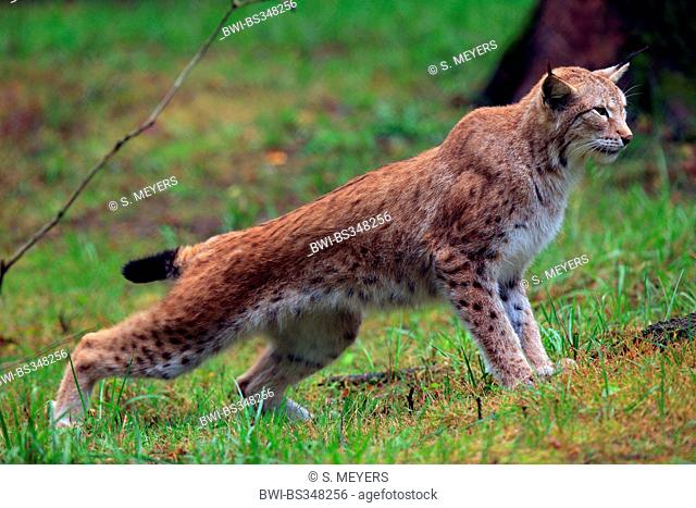 Eurasian lynx (Lynx lynx), stretching, Germany, Saxony