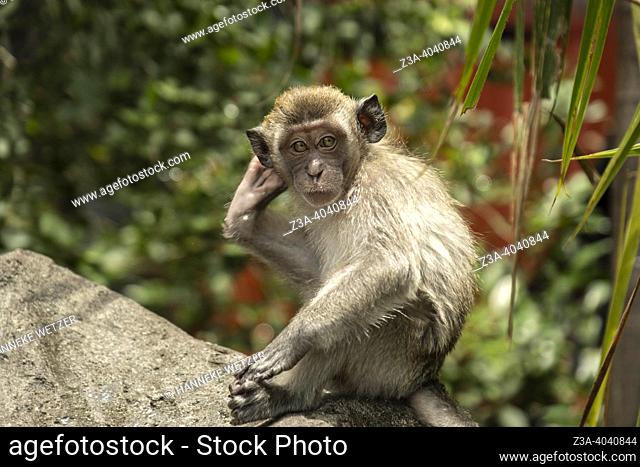 Wild monkey sitting on a rock in Kuala Lumpur, Malaysia, Asia