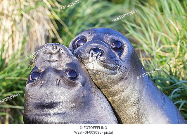 South Atlantic Ocean, United Kingdom, British Overseas Territories, South Georgia, Young southern elephant seal