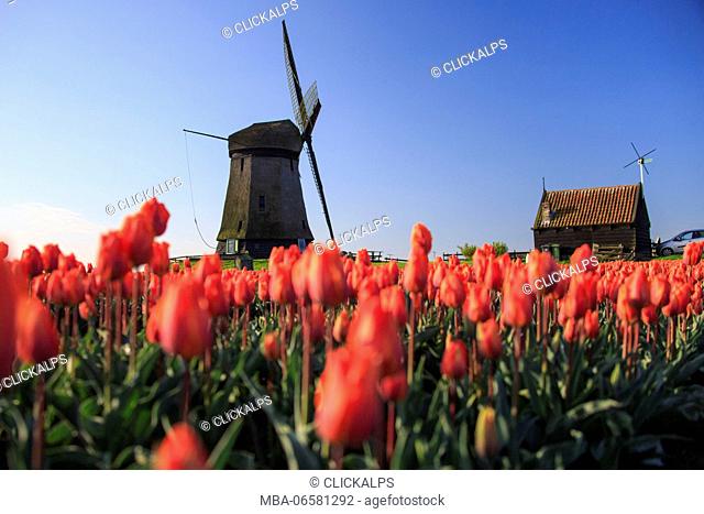 Red tulips in foreground and blue sky frame the windmill in spring Berkmeer Koggenland North Holland Netherlands Europe