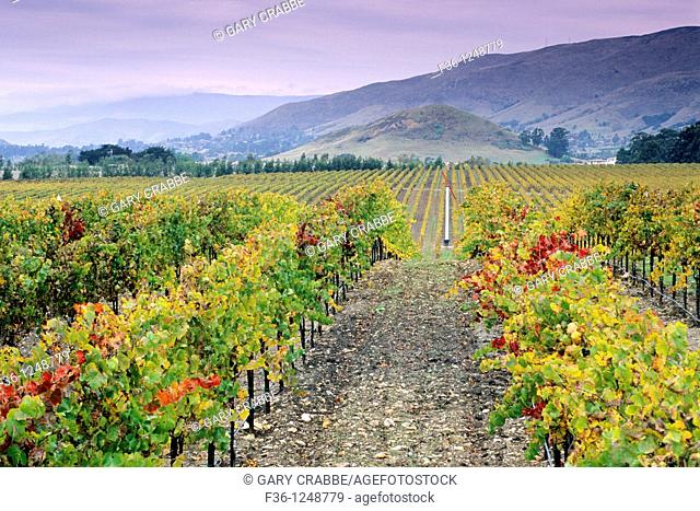 Vineyards in the Edna Valley in fall, near San Luis Obispo, San Luis Obispo County, California