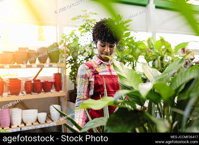 Young gardener standing by plants in nursery