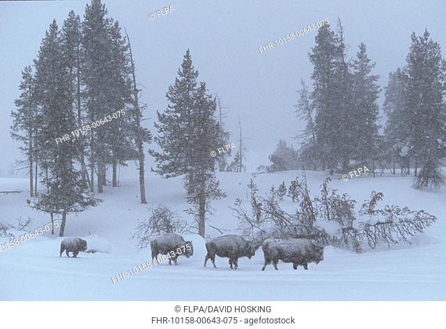 Bison Bison bison Herd in snow blizzard - Yellowstone National Park, USA