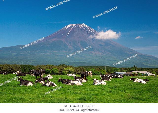 Japan, Shizuoka Province, Cows at Mount Fuji West side
