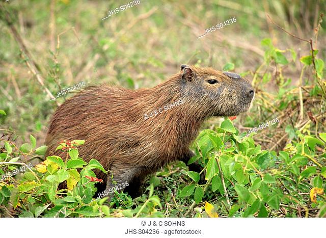 Capybara, Hydrochoerus hydrochaeris, Pantanal, Brazil, adult