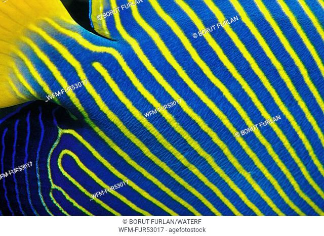 Scales and Colors of Emperor Angelfish, Pomacanthus imperator, Ras Mohammed, Sinai, Red Sea, Egypt
