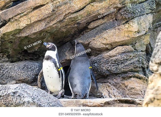 Two penguins in rock habitat at zoo in Seattle