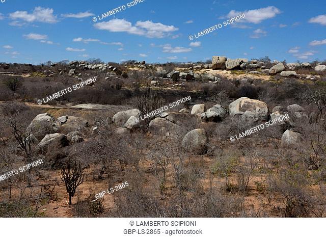 dry trees, stones, 2017, Caatinga, Boa Vista, Paraíba, Brazil