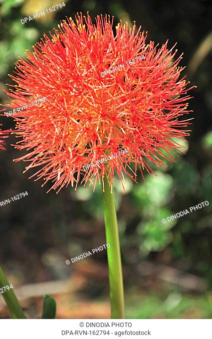 Summer flower ; Athradi near Manipal ; Karnataka ; India 5-May-2009