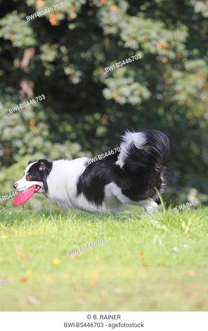 Australian Shepherd (Canis lupus f. familiaris), six years old male dog running with a frisbee in the mouth in a meadow, side view, Germany