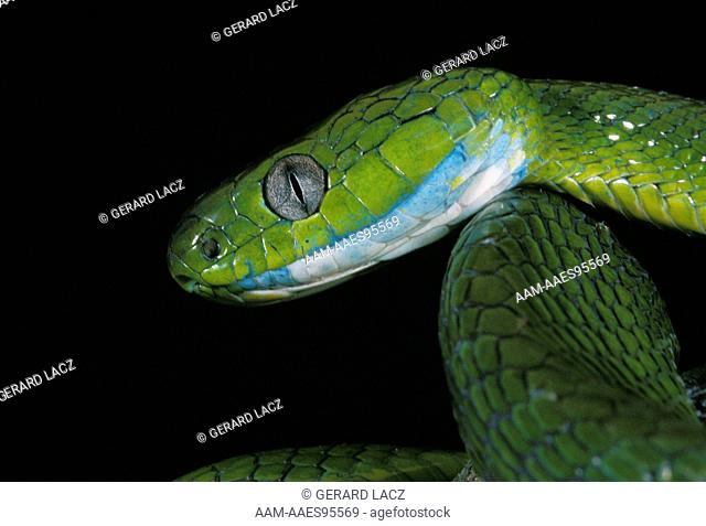 Green Cat Snake Boiga Cyanea, Head Of Adult, Thailland