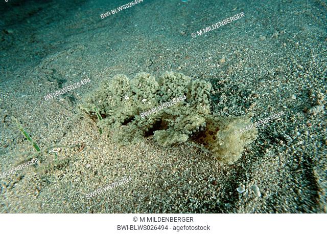 marine gastropod Melibe fimbriata, leaving track when creeping on sandy sea ground, Greece, Patras
