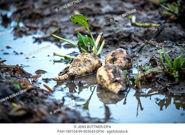 Sugar beets lie in small ponds on the not fully harvested floor in Kaeselow, Germany, 4 January 2018. The farmland is not accessible for trucks after intense...