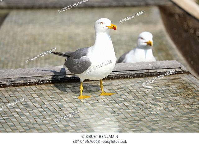 Beautiful Gulls Standing In The Mosaic Fountain, Close Up View