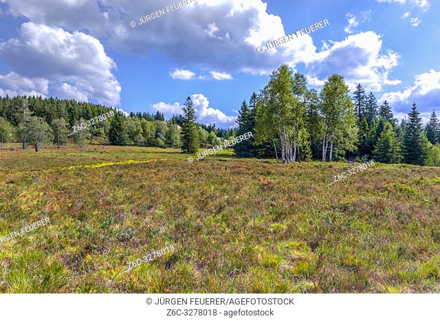 nearly treeless heather landscape with blooming Erica, Northern Black Forest, Germany, landform grinde between Schliffkopf and Zuflucht, community of Oppenau