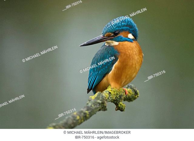 Common Kingfisher or European Kingfisher (Alcedo atthis) perched on a branch