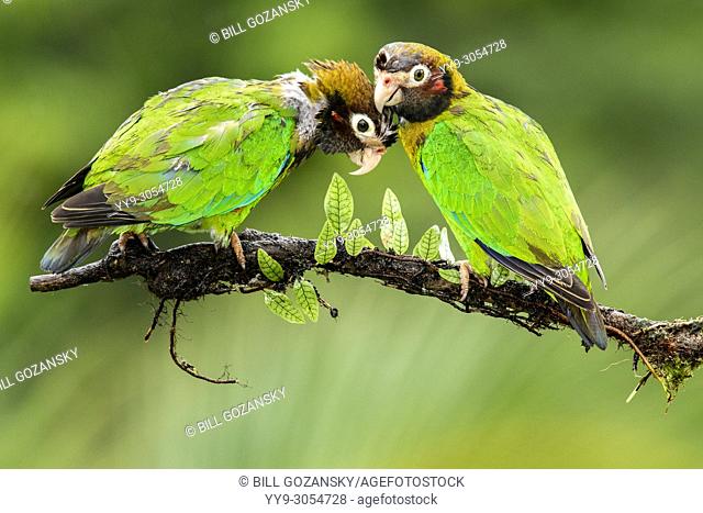 Brown-hooded Parrot (Pyrilia haematotis) couple - La Laguna del Lagarto Lodge, Boca Tapada, Costa Rica