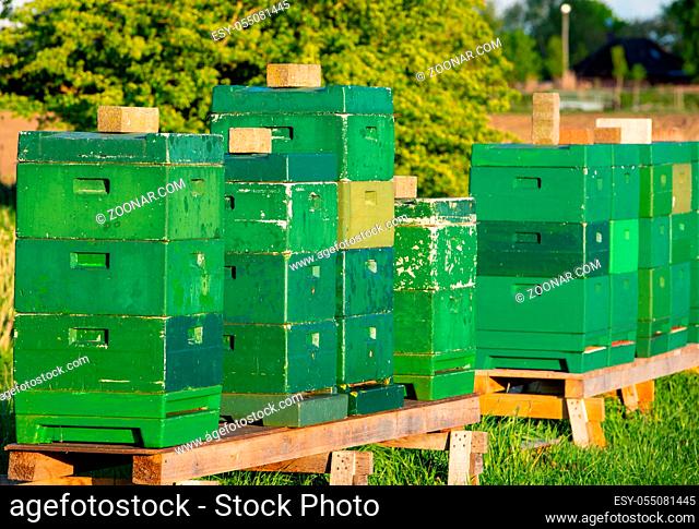 Bienenstockkasten - Magazinbeuten an einem Rapsfeld Beehive box - Hatchery at a rape field