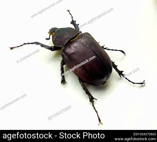 Coconut rhinoceros beetle Rhino beetle