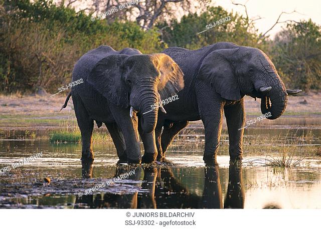 loxodonta africana / African elephant