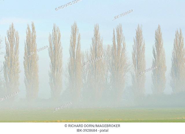 Row of poplars (Populus nigra italica) in the fog, Rheinberg, Lower Rhine region, North Rhine-Westphalia, Germany