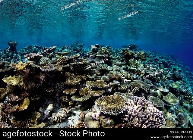 Underwater view of a coral garden, Gaafu Alifu Atoll, Maldives