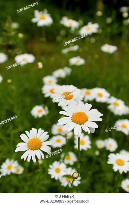 oxeye daisy Chrysanthemum leucanthemum, Leucanthemum vulgare, blooming in a meadow, Germany, Rhineland-Palatinate