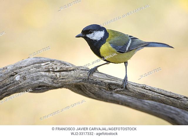 Great tit (Parus major) on a branch at dawn, Extremadura, Spain