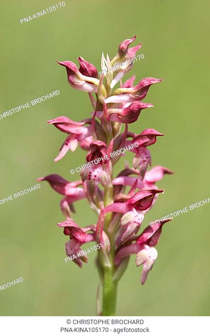 Bug Orchid Anacamptis coriophora subsp. fragrans  - Saint-Georges-de-Luzençon, Aveyron, Midi-Pyrénées, Pyrenees, France, Europe